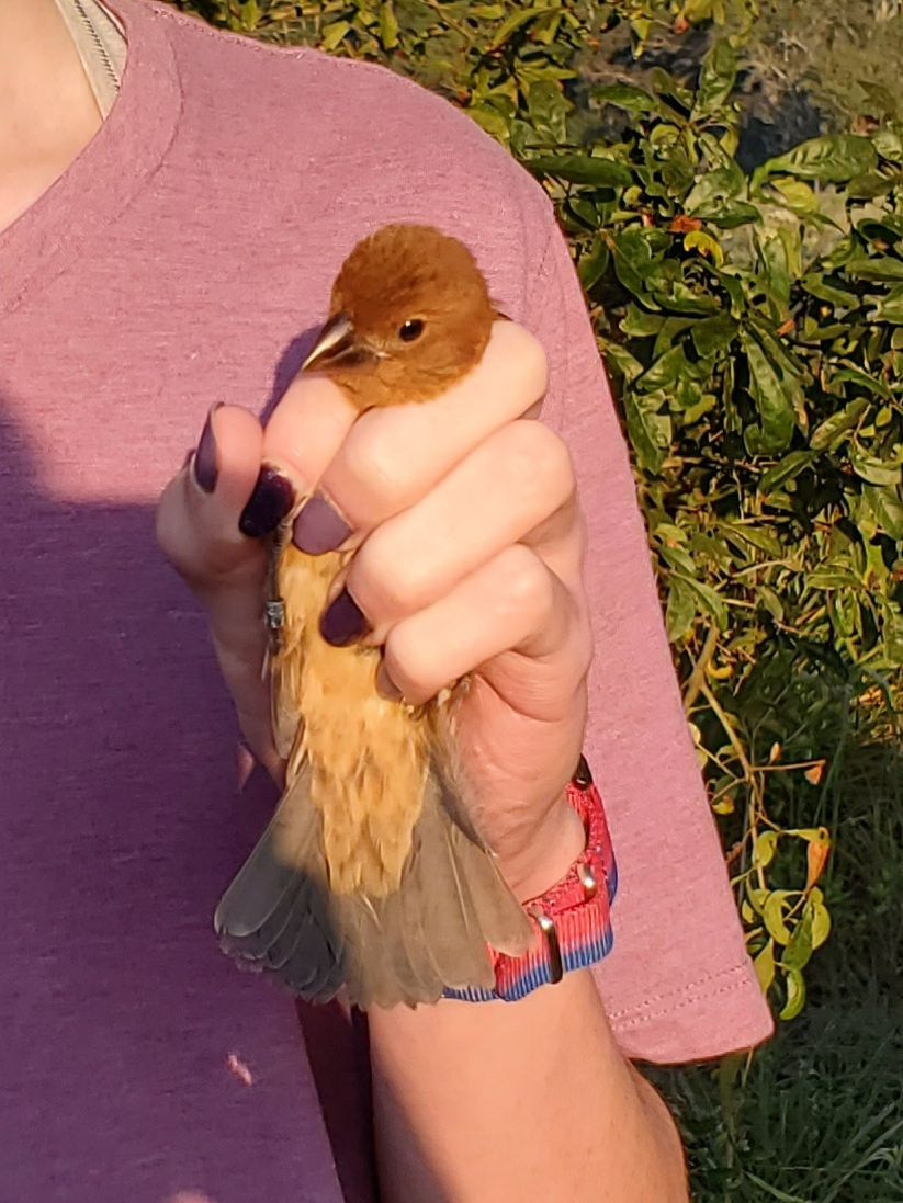 Me holding a blue grosbeak.