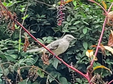 Northern Mockingbird sitting in a tree.