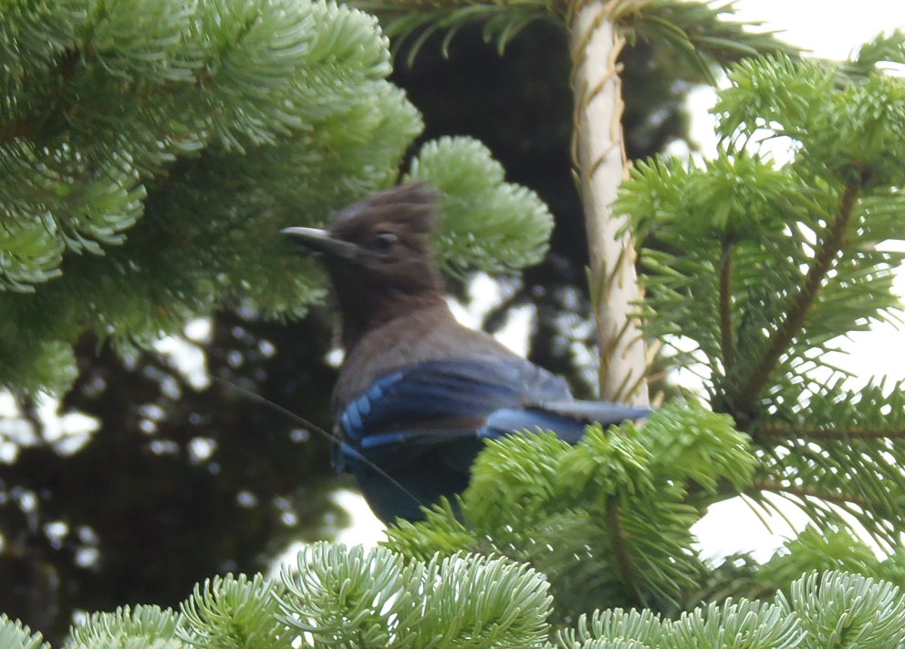 A Steller's Jay sitting in a Conifer Tree. The Jay's back is toward the camera, but it's head is turned to the side as to see it.