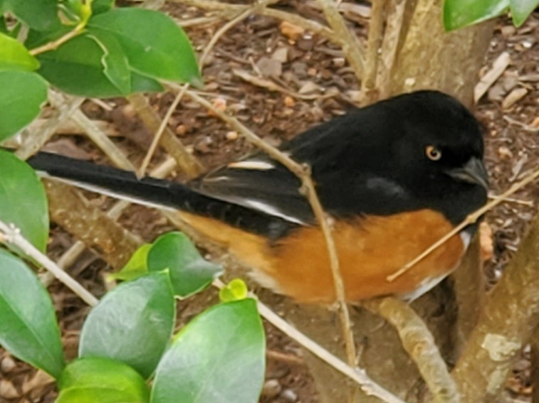 Eastern Towhee sitting in a bush.